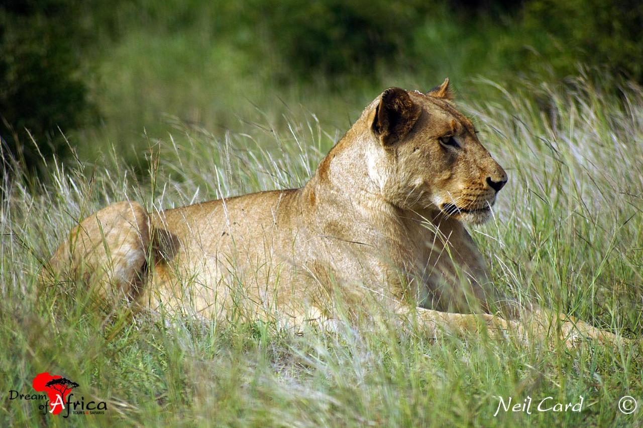 Dream Of Africa Bush Lodge Marloth Park Eksteriør billede