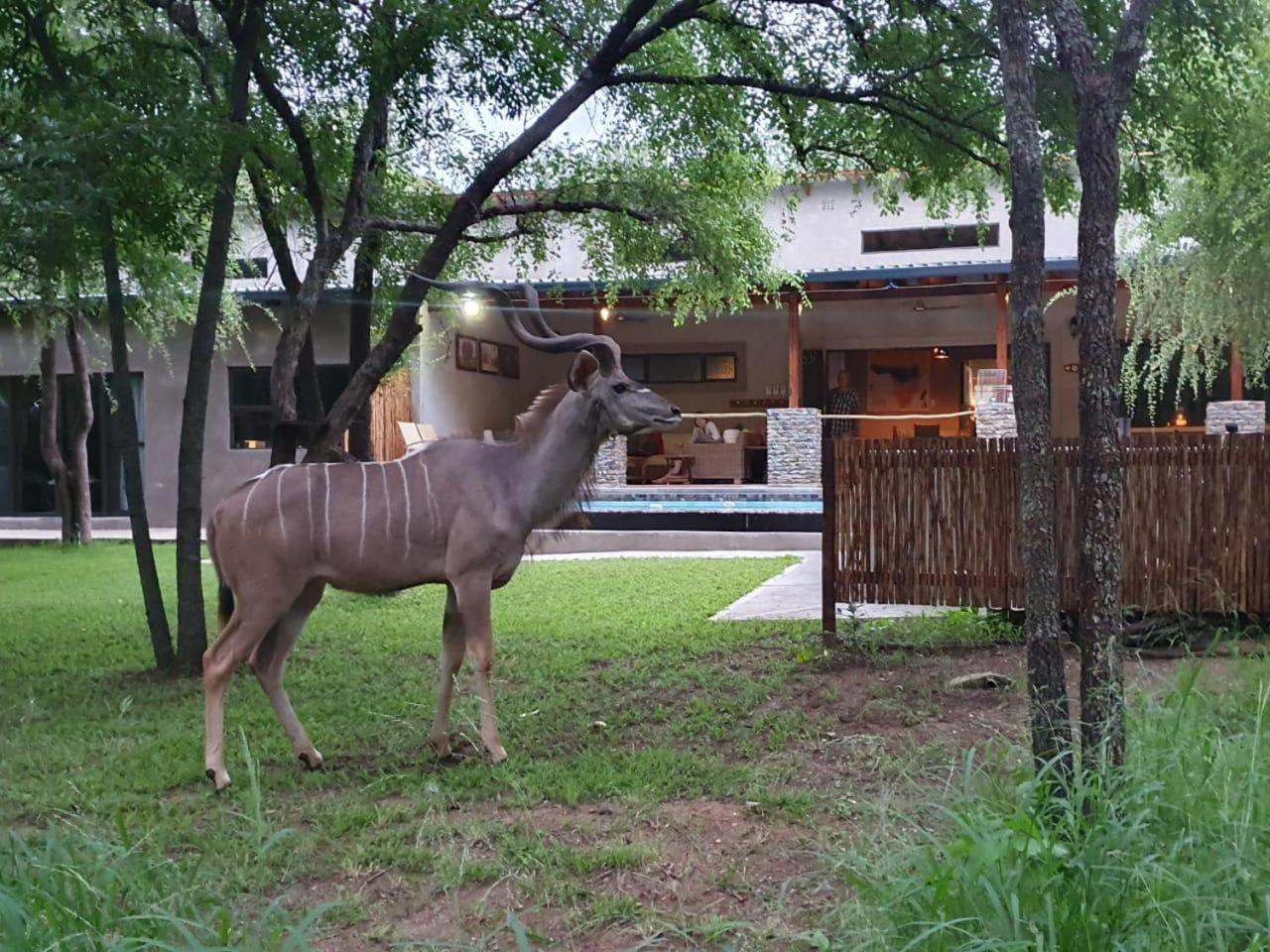 Dream Of Africa Bush Lodge Marloth Park Eksteriør billede