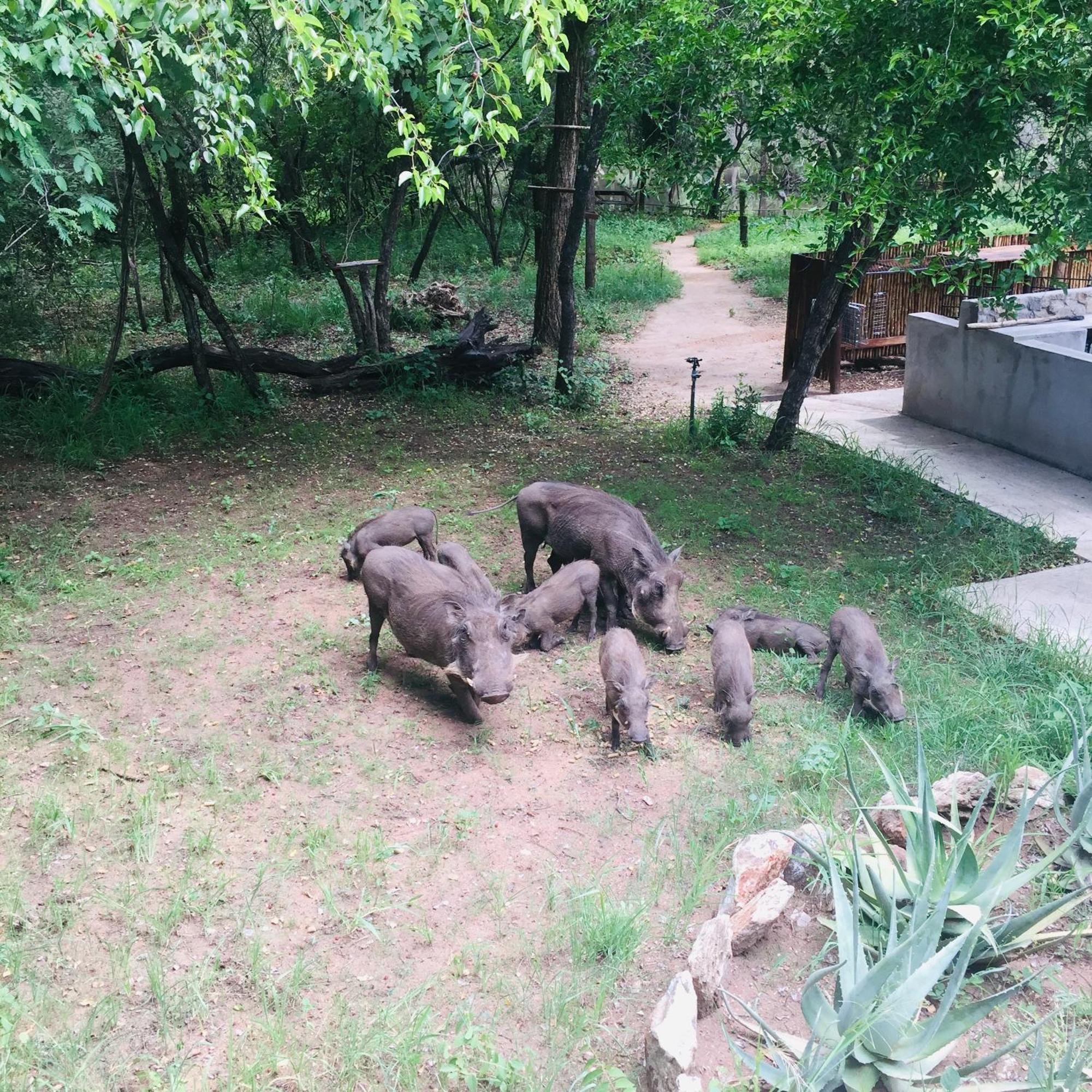 Dream Of Africa Bush Lodge Marloth Park Eksteriør billede